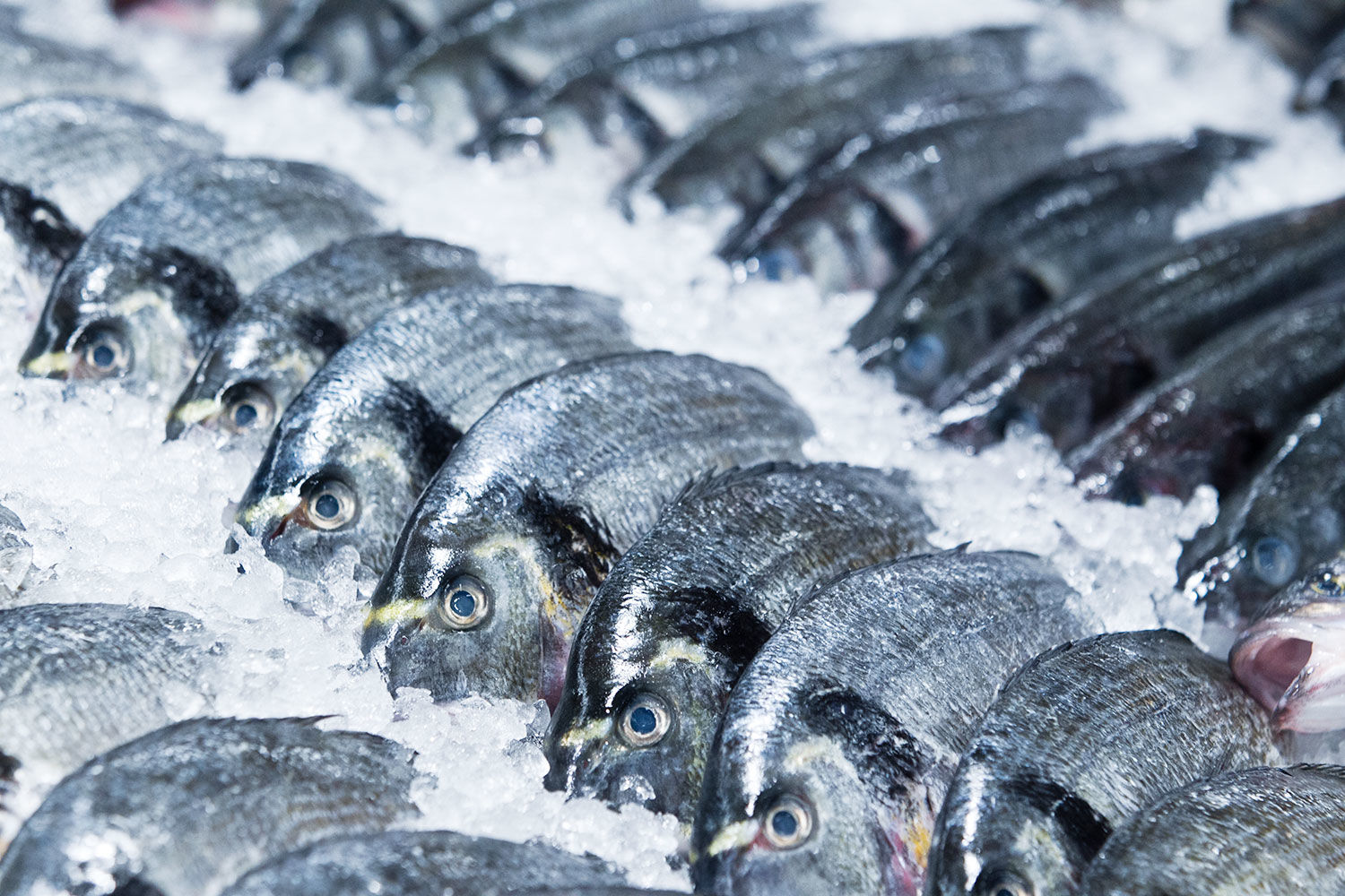 Правила перевозок: как перевозить морепродукты?